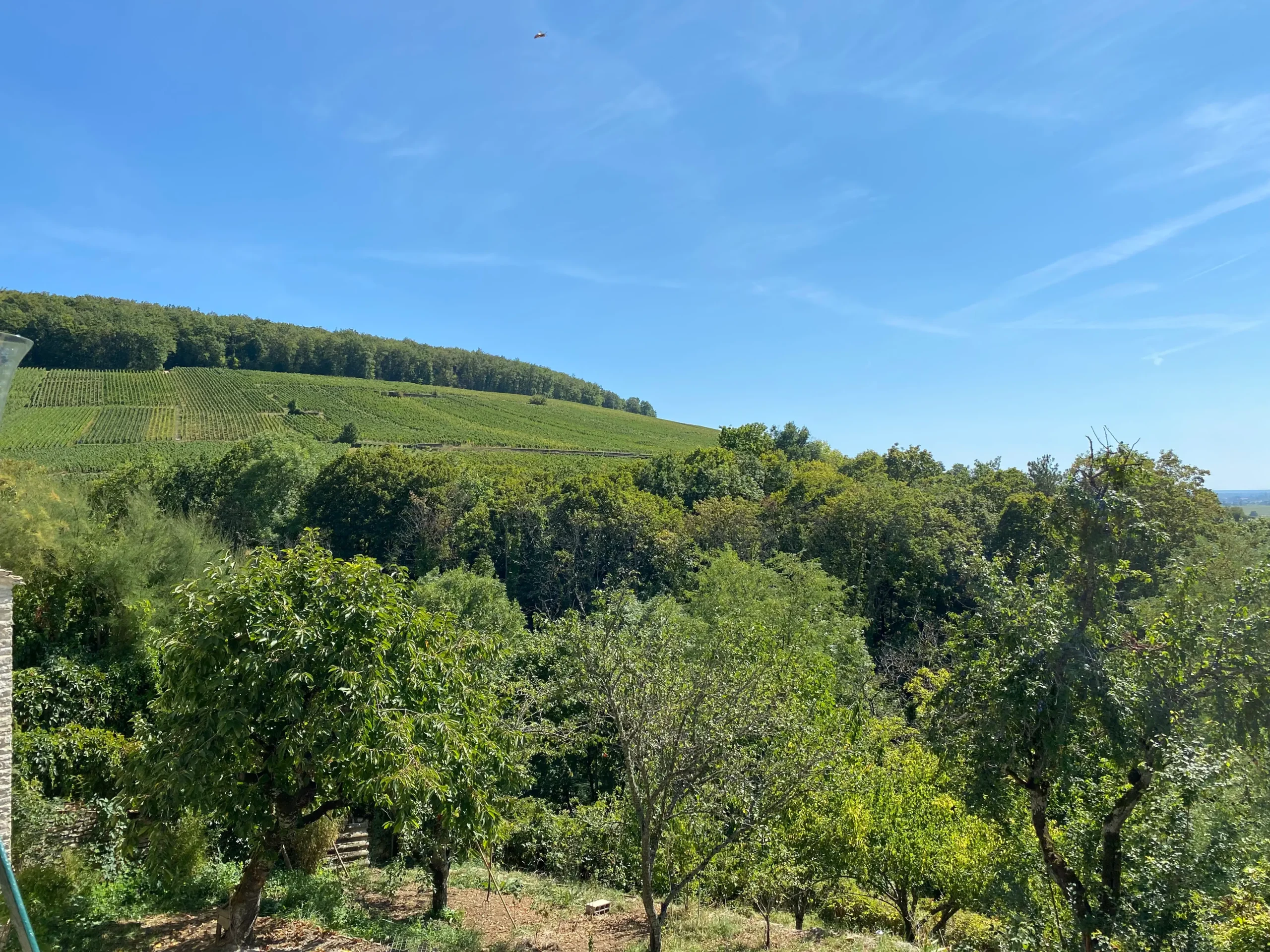 Coteaux-Corton-Charlemagne-Pavelot-Cave-du-Clos-saint-Gabriel-Beziers Vue sur le coteau de Corton Charlemagne depuis le domaine Pavelot