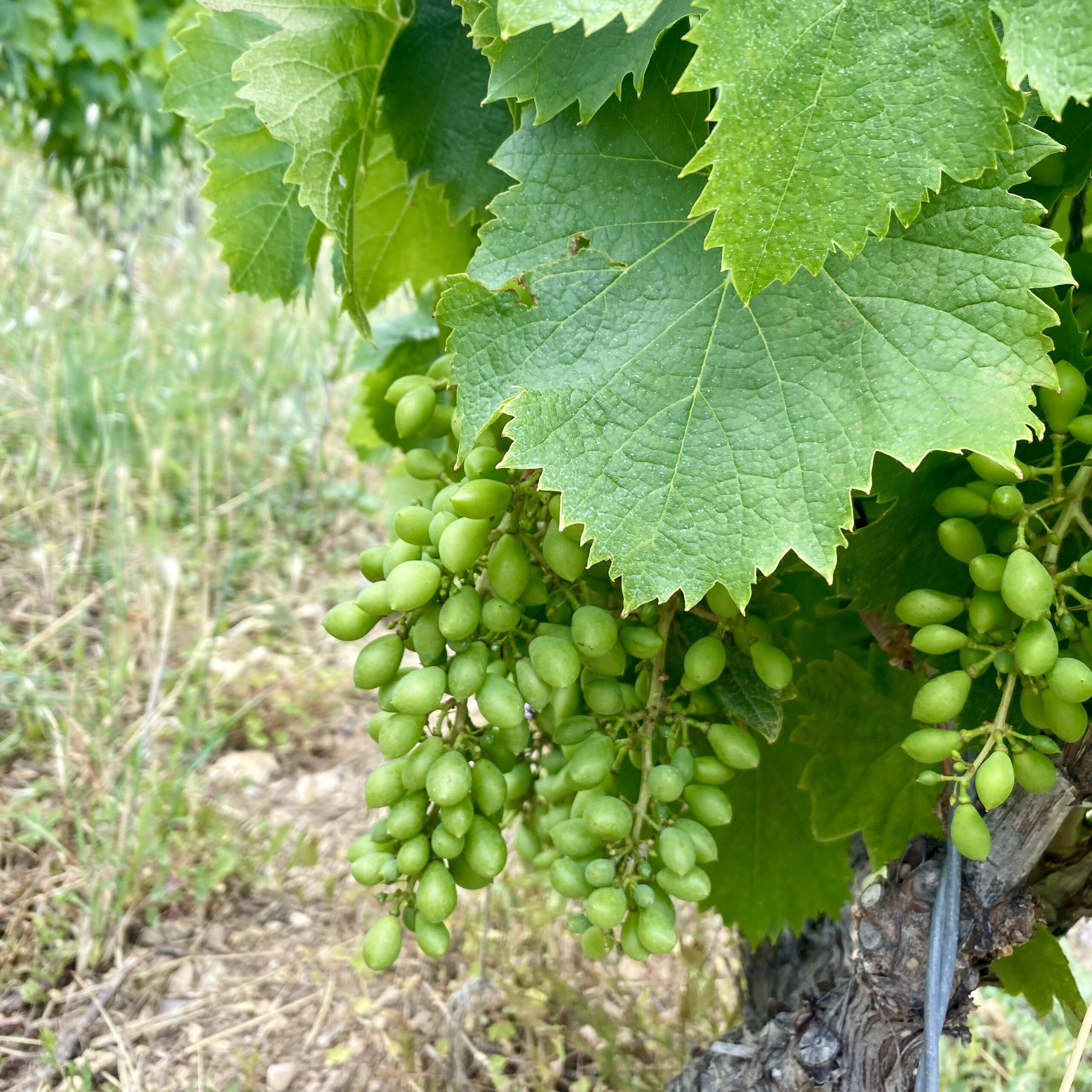 Vieux-Cinsault-olive-Mas-Jullien--Cave-du-Clos-Saint-Gabriel-Beziers Vieille variété de Cinsault au Rougeos du Mas Jullien
