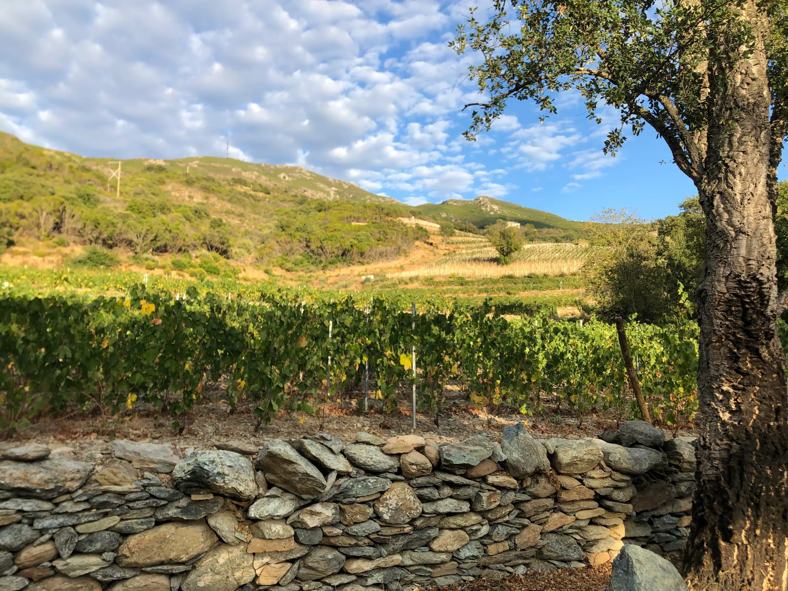 Vigne-Corse-clos-USuale-JB-Ferrandi–Cave-du-clos-saint-Gabriel-Beziers Visite chez JB Ferrandi du Clos U Suale à Patrimonio en Corse