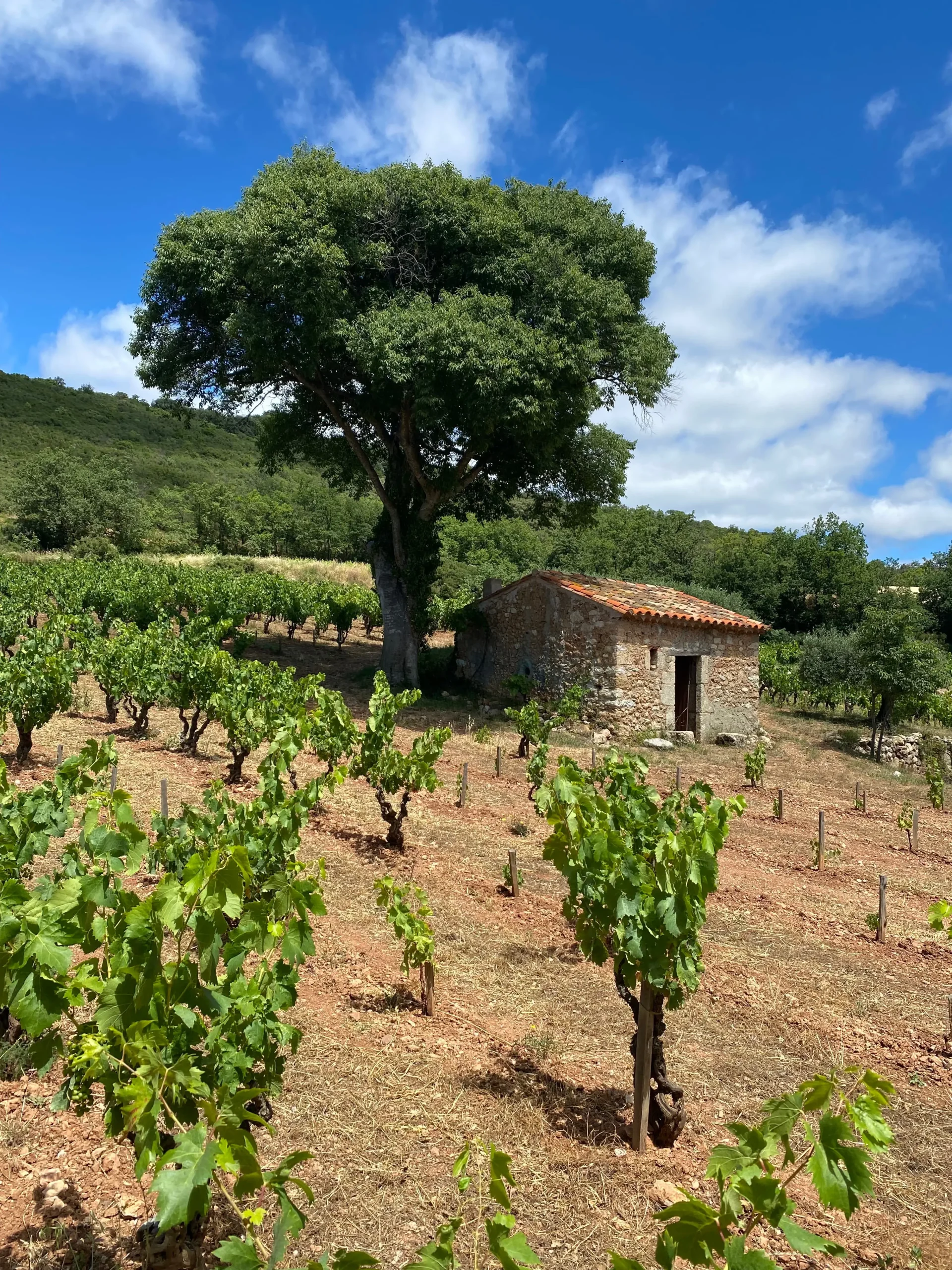 Vigne-Mas-Jullien-Jonquières-Vigne-Cave-du-Clos-Saint-Gabriel-Beziers Vigne Mas Jullien en gobelet à Jonquières