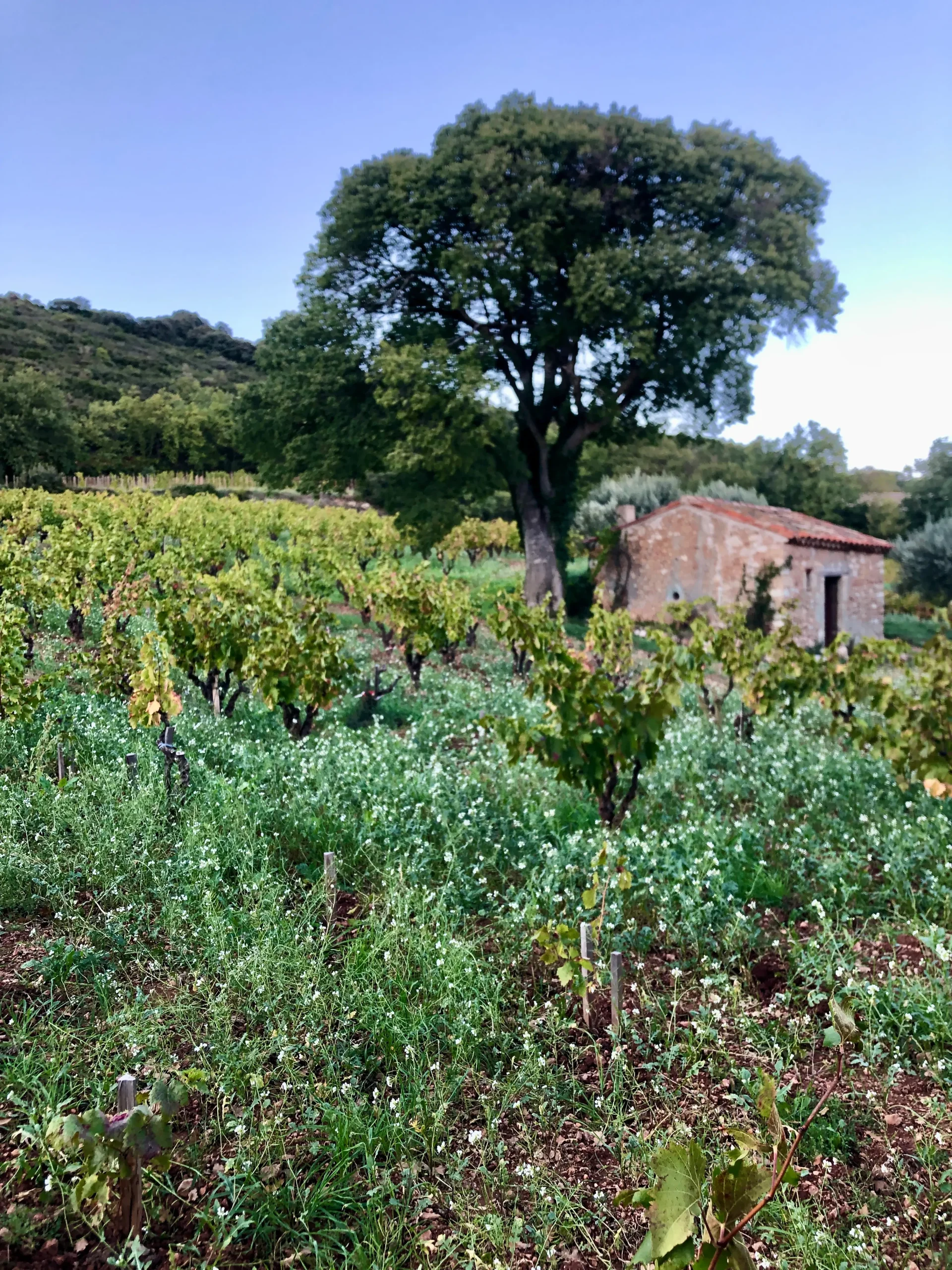 Vigne-Mas-Jullien-unjardin-Cave-du-Clos-Saint-Gabriel-Beziers Vigne Mas Jullien à Jonquières