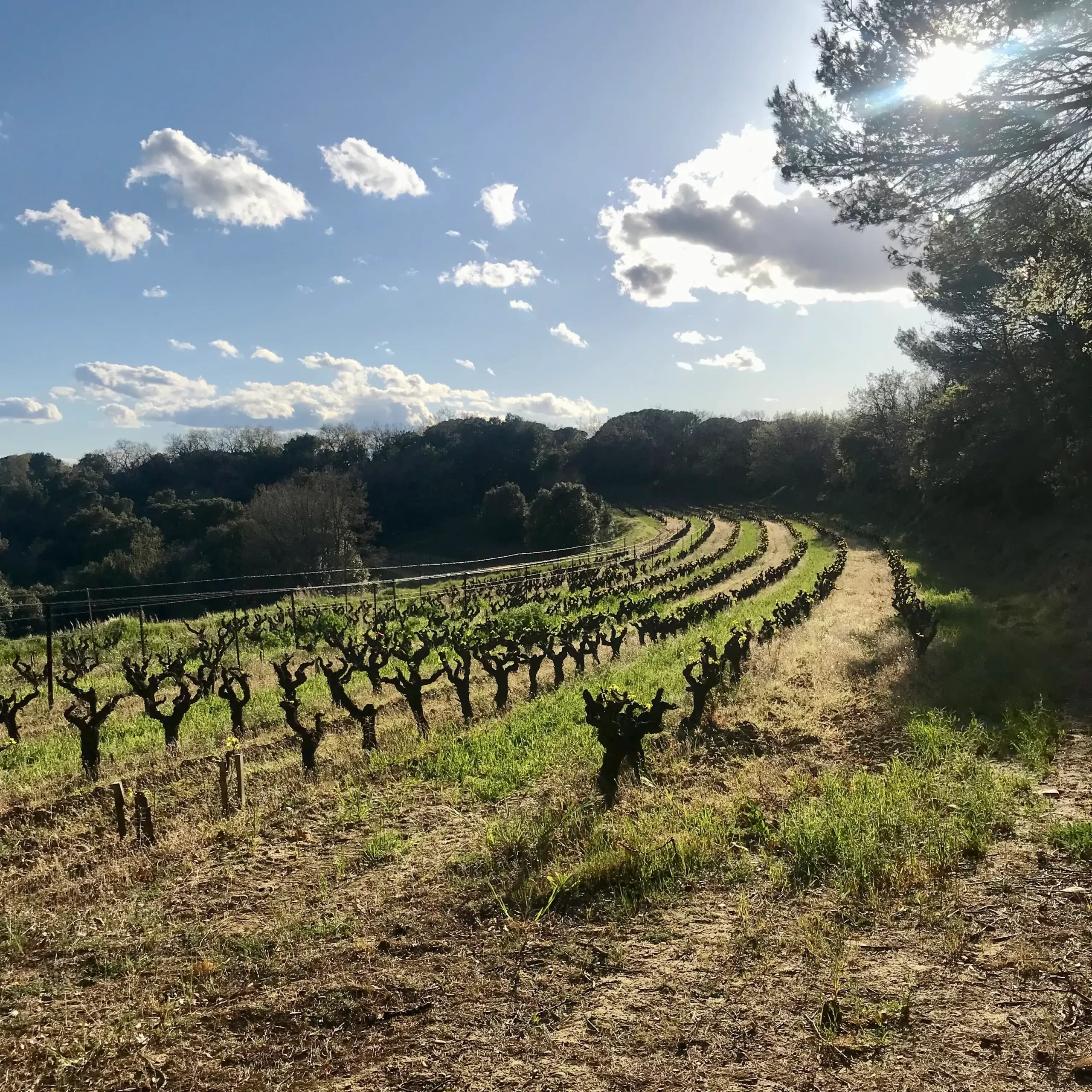 Vigne-Mas-de-Libian-La-Calade-Cave-du-Clos-Saint-Gabriel Vigne de mourvèdre de la Calade du Mas de Libian en Ardèche