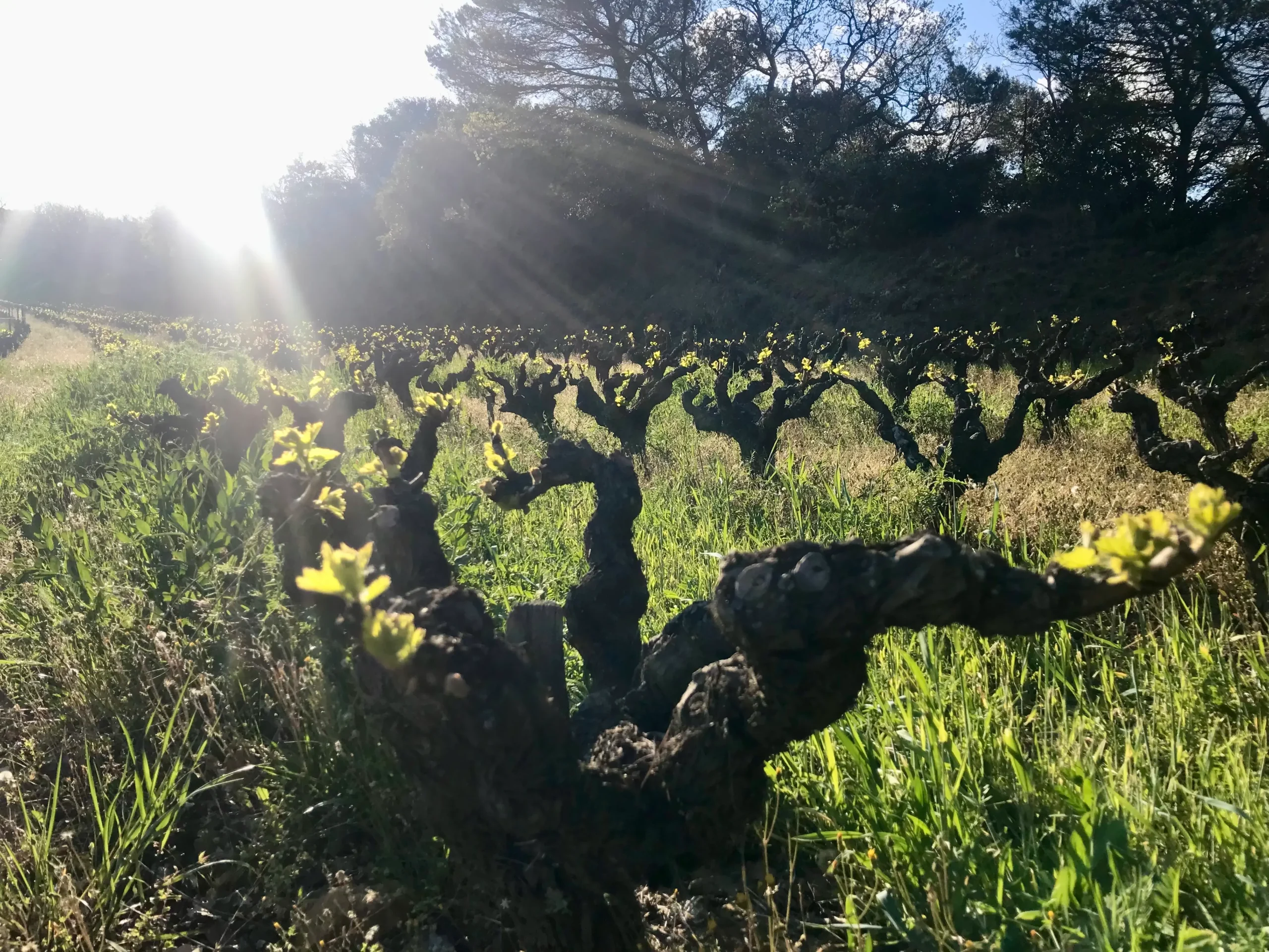 Vigne-Mas-de-Libian-débourrement-paysage-Cave-du-clos-saint-Gabriel-Beziers. Les premières feuilles sur les gobelets au Mas de Libian en Ardèche