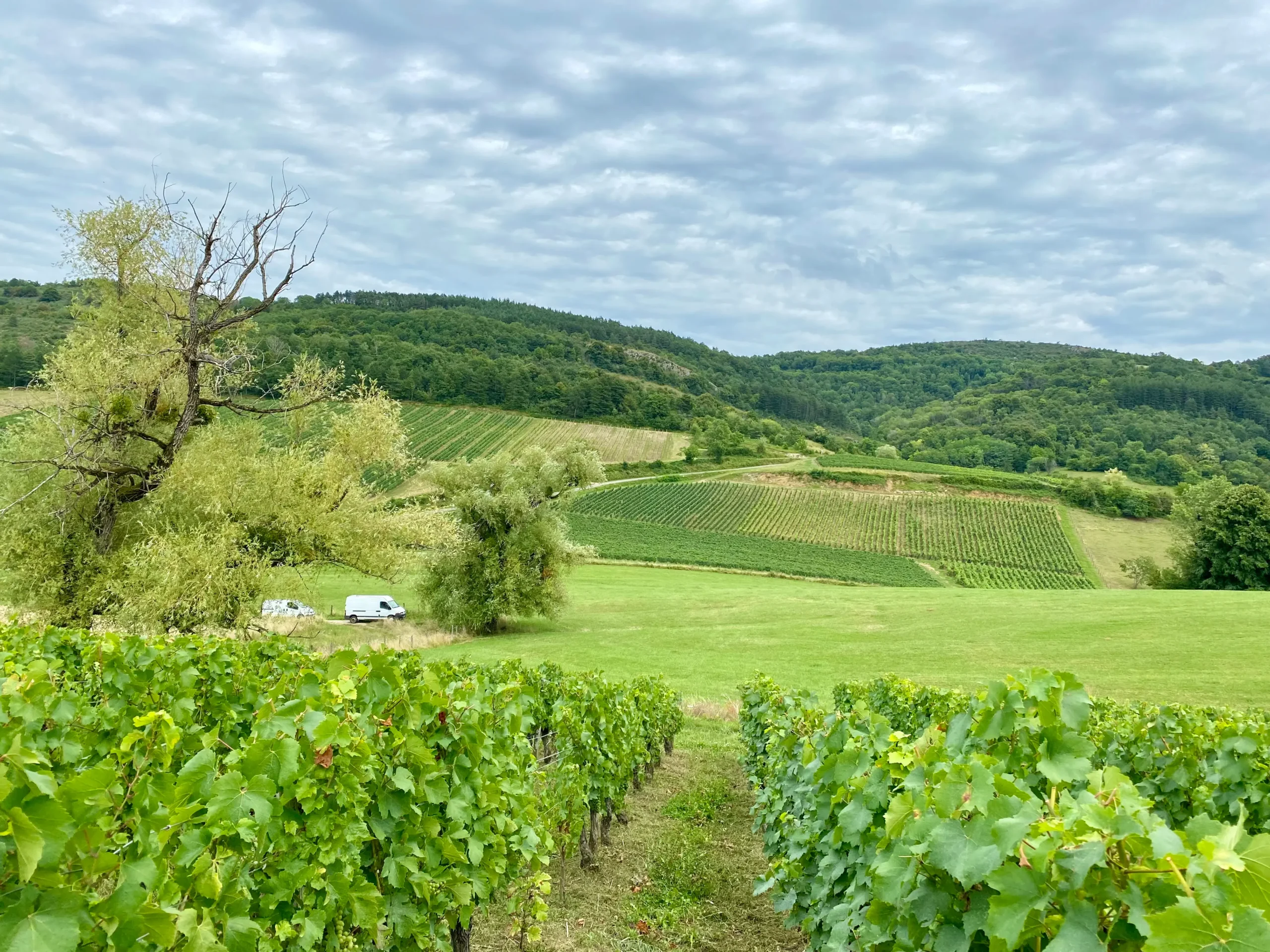 Vignes-La-Terre-Penchée-EnBillat-Jura-Cave-du-Clos-saint-Gabriel-Beziers Vue sur le coteau des vignes des Marnes Blanches depuis la vieille vigne de la Terre Penchée à Cesancey Jura