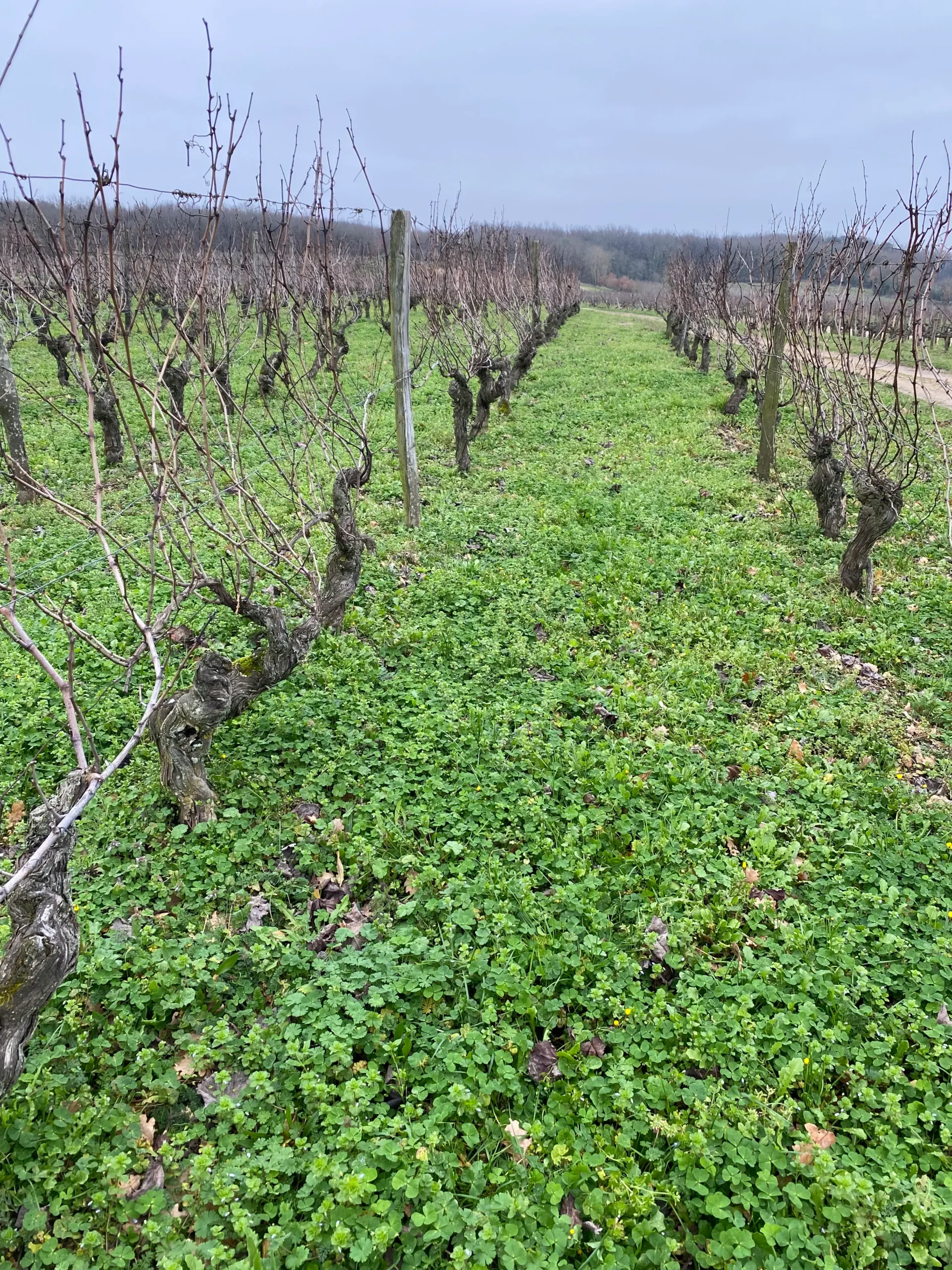 Vignes-Nicolas-Prigent-Les-Chillois-Saumu-Cave-clos-saint-Gabriel-Beziers Vignes de Chenin sur Saumur de Nicolas
