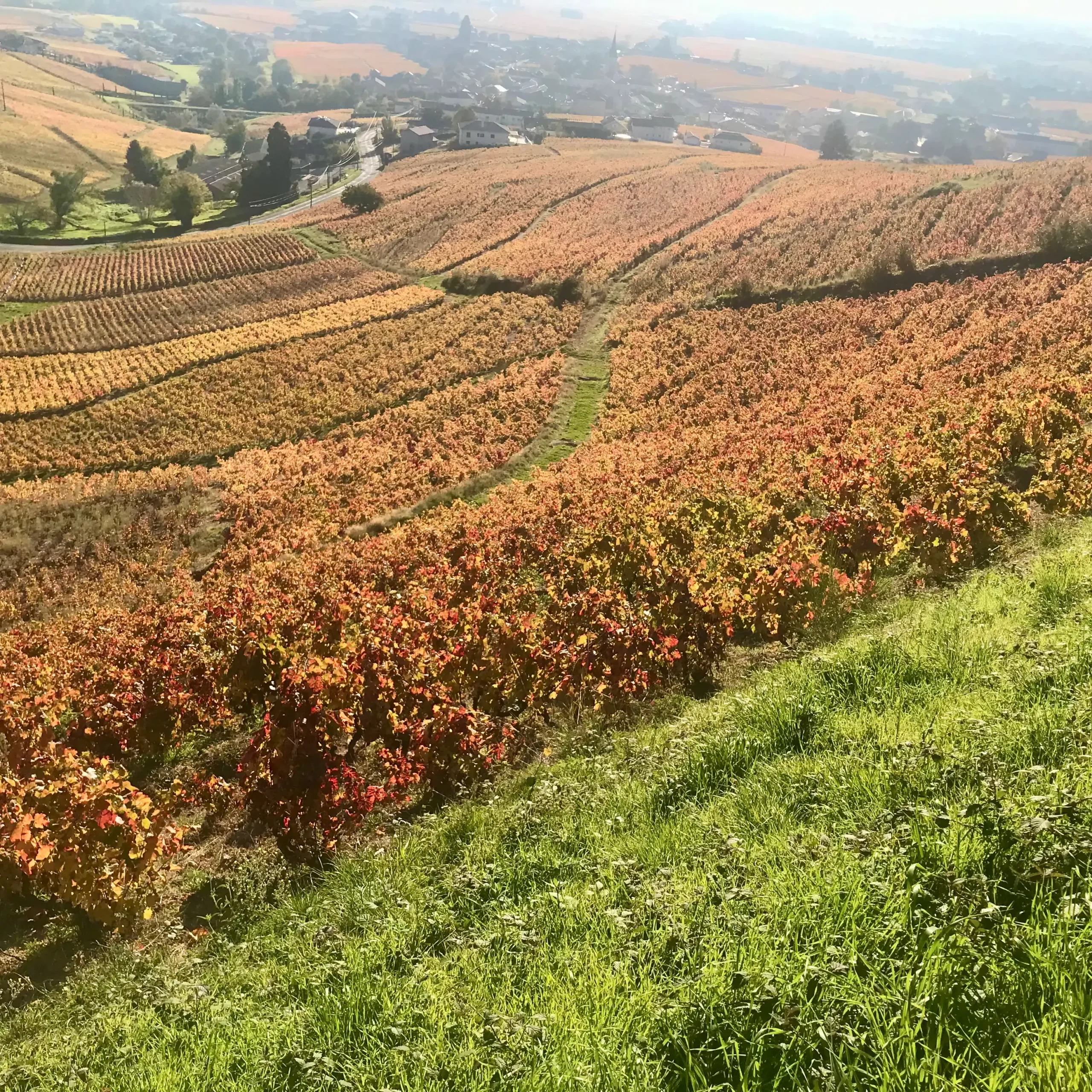 Vignes-automne-Fleurie-Beaujolais-la-Madone-Marc-Delienne-Cave-du-Clos-Saint-Gabriel-Beziers Vigne de la Madone à Fleurie chez Marc Delienne
