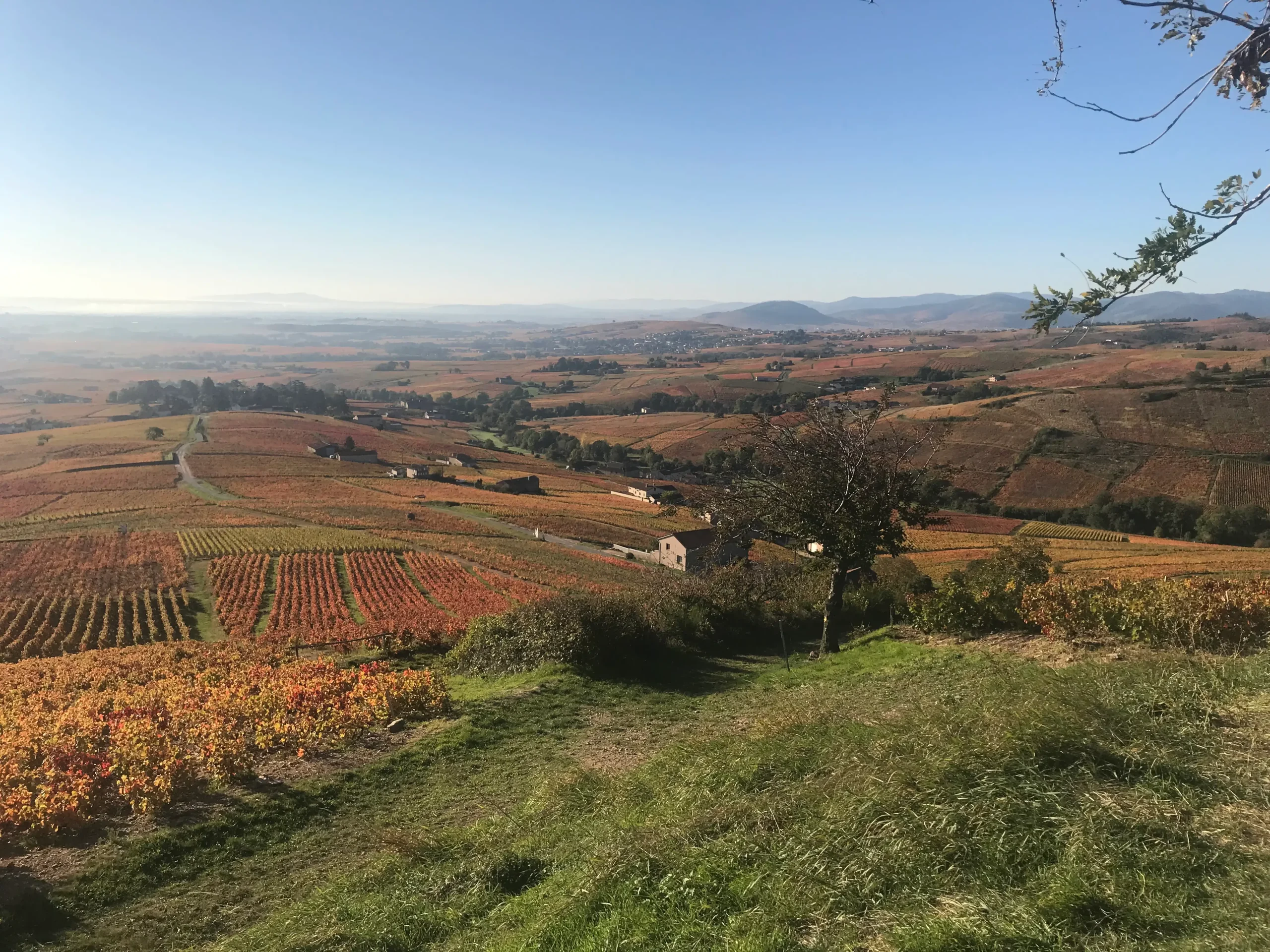 Vignes-automne-Fleurie-Beujolais-la-Madone-Delienne-Cave-du-clos-saint-gabriel-Beziers Vue depuis la Madone à Fleurie dans le Beaujolais