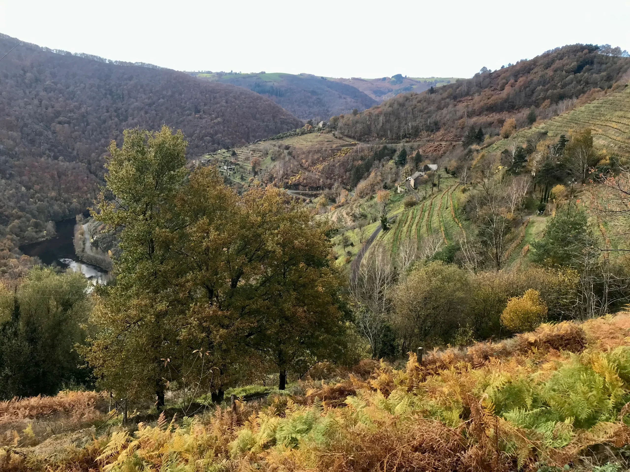 Vignes-en-terrasses-Entraygues-le-Fel-Aveyron-Cave-du-Clos-Saint-Gabriel-Beziers Visite à Entraygue-le-Fel, petit vignoble de l'Aveyron en terrasses
